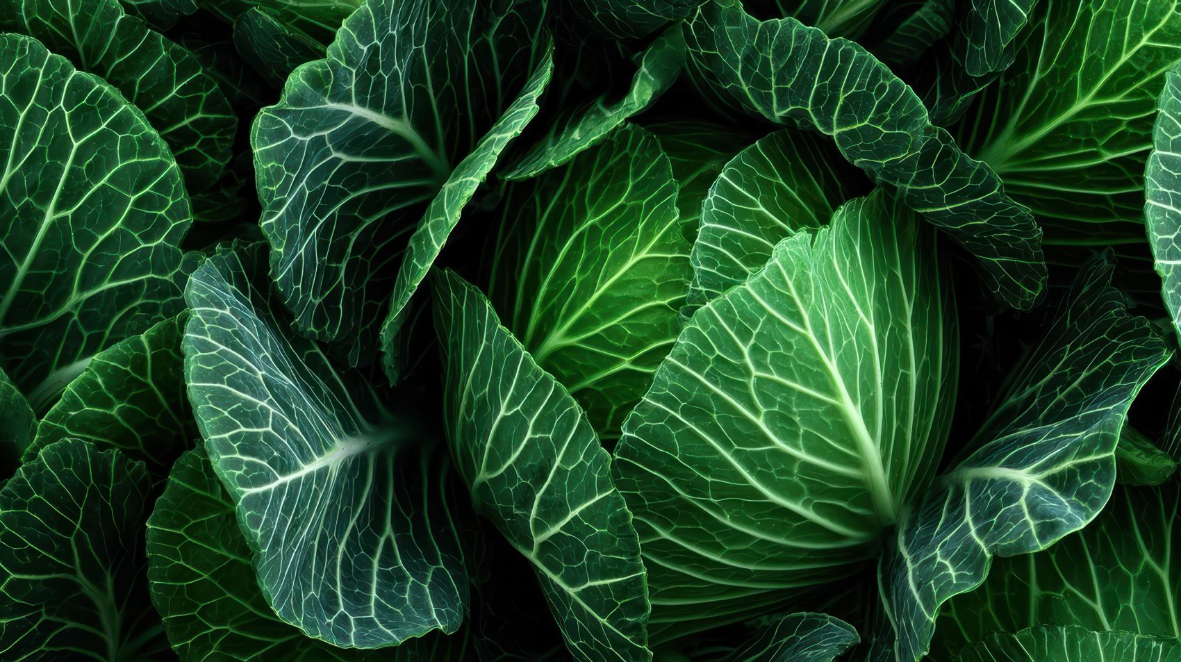 高清卷心菜叶片纹理特写自然背景素材图片