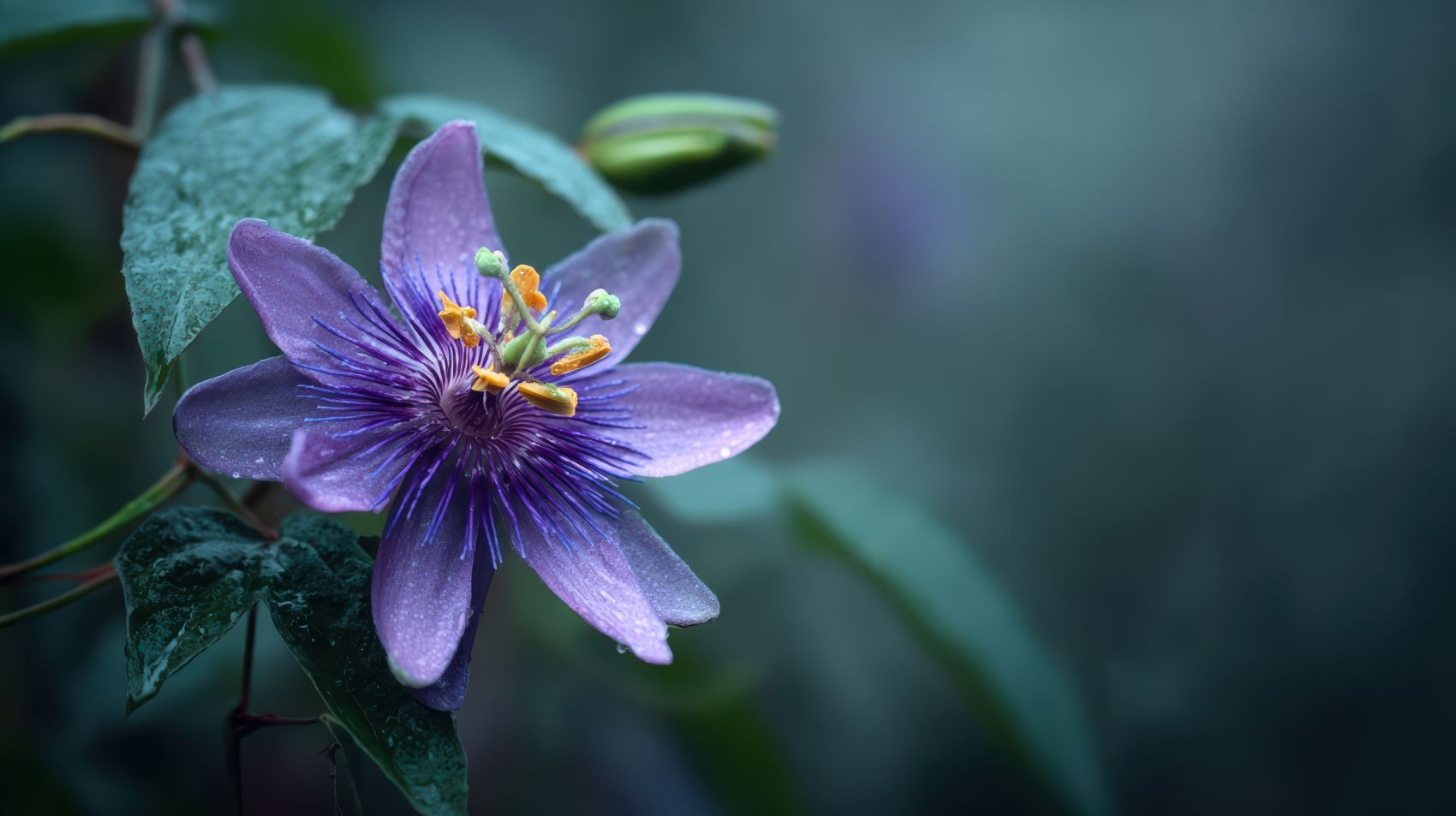 带露紫西番莲特写 精致花蕊定格自然之美图片