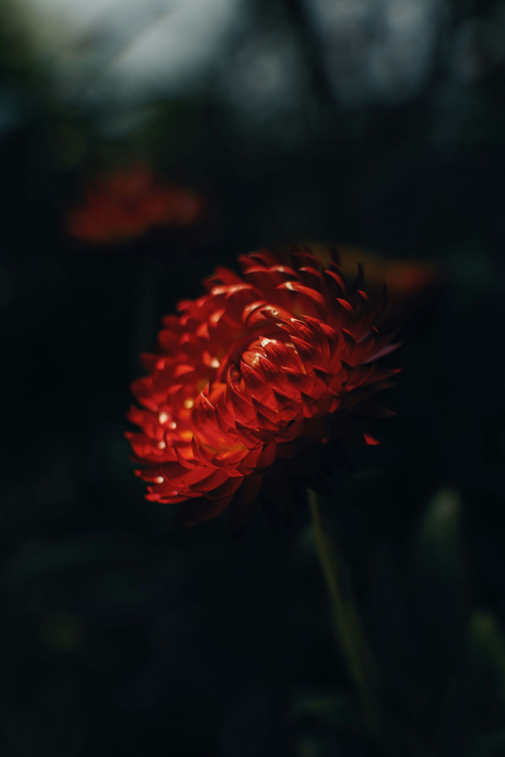 暗调光影红色麦秆菊唯美花卉摄影图片