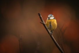 暖调背景下的蓝山雀特写：萌系鸟类的自然生态摄影