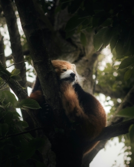 树间休憩的小熊猫：森系光影下的萌系动物生态摄影