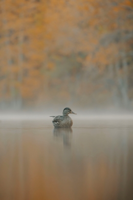 秋日雾境湖面上的野鸭：静谧自然生态摄影作品