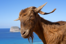 海岸背景下的棕山羊特写：暖阳质感的自然生态摄影