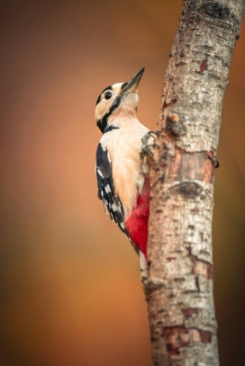 大斑啄木鸟特写：暖调背景下的林间鸟类生态摄影