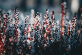 标题：霜覆红果植物特写：冷调氛围与暖色点缀的冬日自然摄影