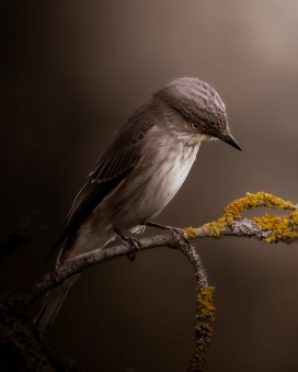 Birds Birds Birds III -鸟类特写摄影：灰羽鸣禽与黑羽乌鸦的细腻生态视觉作品