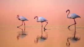 粉焰漫波：火烈鸟的暮色行舟