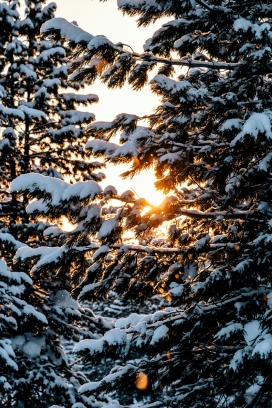 雪落松枝，暖阳穿林的冬日温柔序章