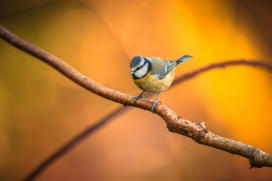 秋枝栖灵：蓝山雀的暖秋诗意肖像