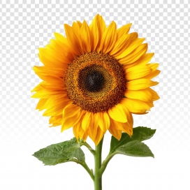 金芒向阳：单支向日葵的明亮生机视觉呈现