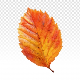 金红凝露 - 秋日榆叶的鲜活质感视觉PSD下载