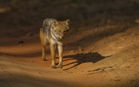 赤径独行 - 金豺在热带林地的悠然漫步