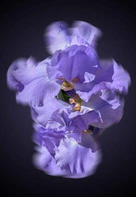 BLOSSOM 49-幻色花境 - 蓝紫调花艺视觉系列