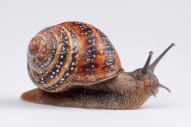 螺纹秘境 - 花园蜗牛的微距质感特写