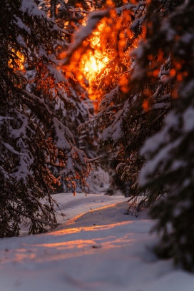 雪林焰光 - 冬日林间的暖橙暮色