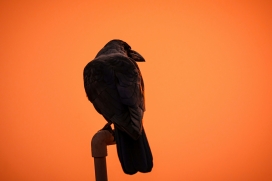 橙空孤鸦 - 暮色里的静谧剪影