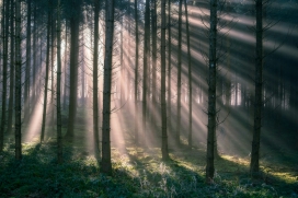 林间光束 - 晨雾中穿透森林的治愈光影诗篇