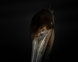 褐鹈鹕的凝视 - 暗幕下的野性肖像