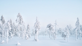 雪国秘境 - 芬兰拉普兰的冬日童话森林