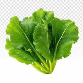 鲜绿欲滴-带水珠的芥菜食材特写