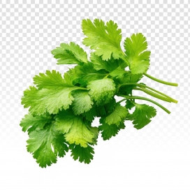 翠色香辛-新鲜香菜食材特写