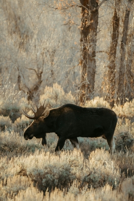 秋野里的独行巨兽，踏过金芒与枯木的荒野诗篇