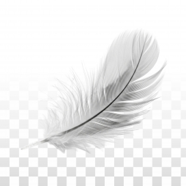 白羽轻扬-纤羽如诗，在黑白光影里轻舞自然的温柔