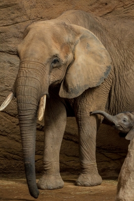象群温情守护 陆地巨兽的亲子瞬间