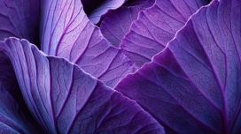 紫甘蓝叶纹 自然肌理美学