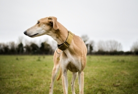 旷野灵缇 优雅猎犬户外肖像