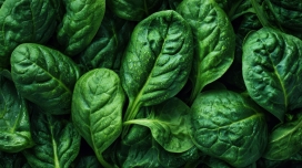 鲜润菠菜叶 生鲜食材肌理特写