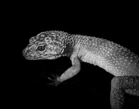 The Gaze Outside-黑白豹纹守宫壁虎 肌理特写全览