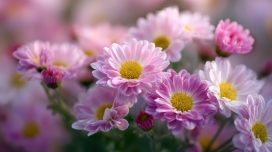 高清粉紫雏菊特写自然摄影素材