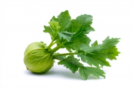 新鲜苤蓝（球茎甘蓝）食材特写摄影图