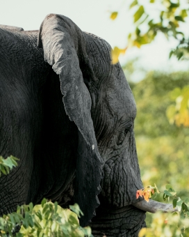 非洲象丛林特写 - 野生动物自然摄影素材图