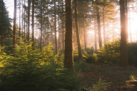 晨光森林秘境 - 治愈系自然风光摄影