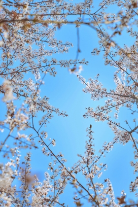 晴空下花枝交错盛放 春日繁花漫舞定格治愈系美好