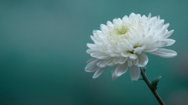 白菊花特写 青灰背景定格清雅花卉