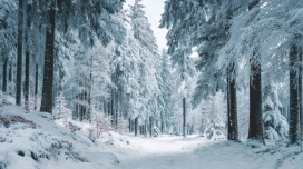 雪林步道全景 雾凇林海定格冬日自然盛景