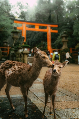 奈良神社前的母子鹿：自然与人文的温柔相遇
