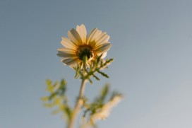 逆光雏菊的温柔瞬间