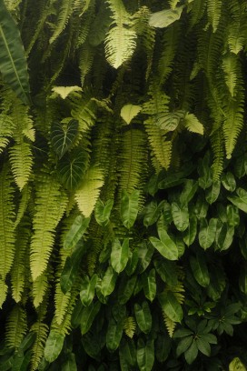 热带绿植墙自然肌理特写