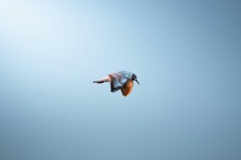 晴空下的飞鸟剪影