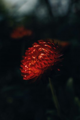 暗调光影红色麦秆菊唯美花卉摄影