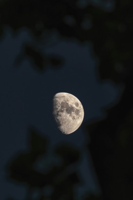 林间半弦月高清天文摄影 树叶虚化前景月夜氛围感风景大片
