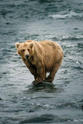 溪流中觅食棕熊 野外原生态野生动物纪实摄影