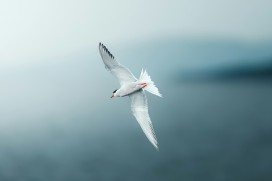北极燕鸥凌空展翅 白羽红喙灵动穿梭水天之间