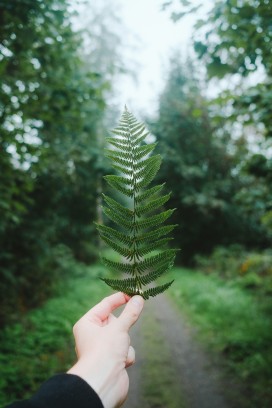 手持蕨叶林间清新治愈自然摄影