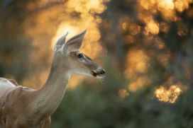 林间柔光小鹿动物特写摄影