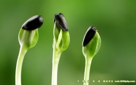 韩国09年最新植物发芽嫩芽近距离摄影写作
